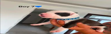 Staffordshire Bull Terrier 7