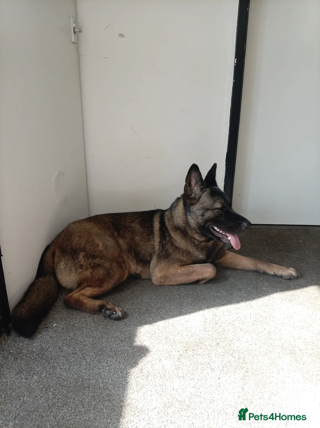 Mixed Breed dogs for sale: 1 year old Belgian Malinois x Akita  in Oldham - Advert 2