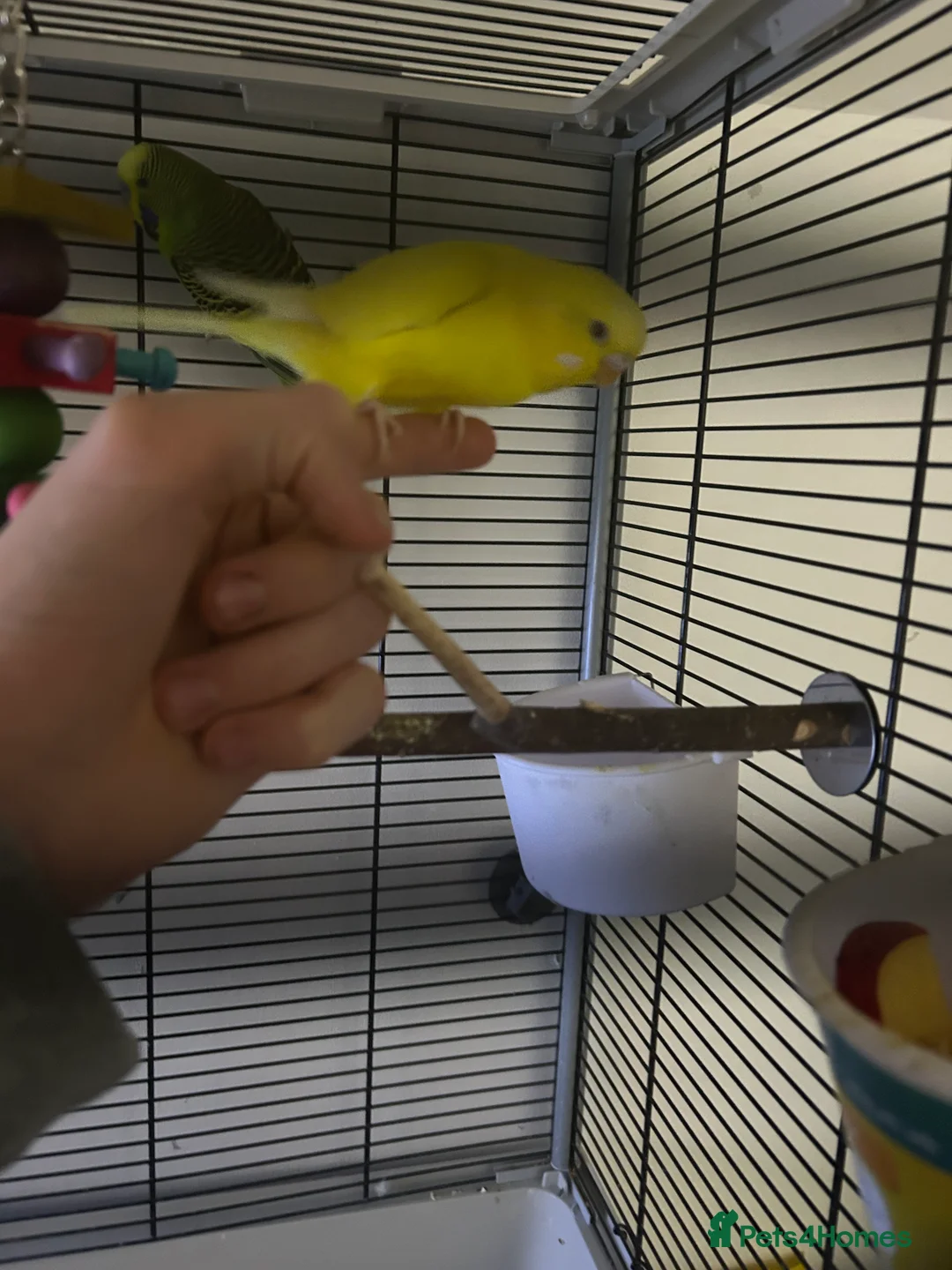 Budgerigars birds for sale: Tom and Jerry  - Advert 3