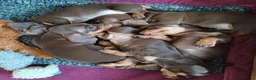 Dachshund dogs for sale: 🐶🐶 Beautiful Minature Dachshund Babies ! 🐶🐶 - Advert 4
