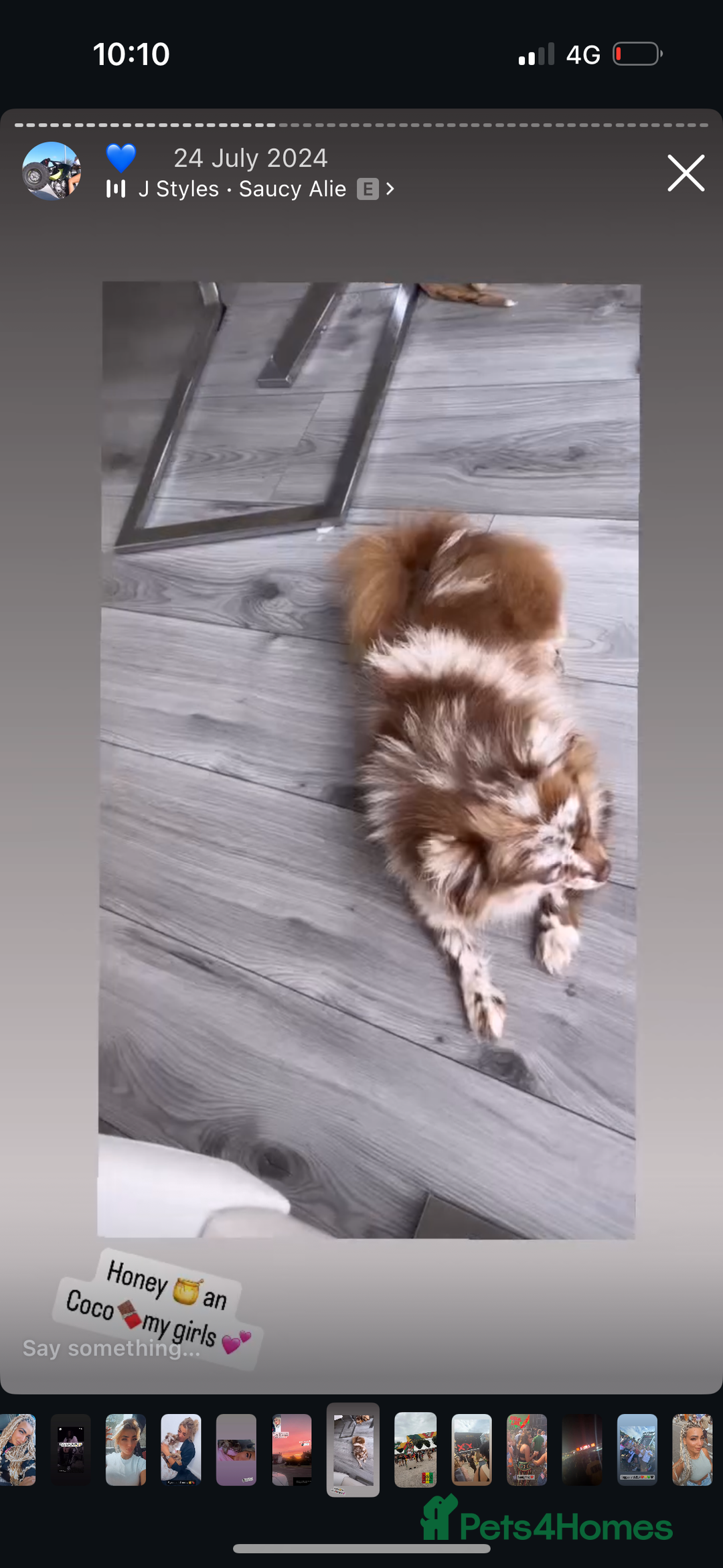 Pomeranian dogs for sale: Merle Pomeranian - Advert 2