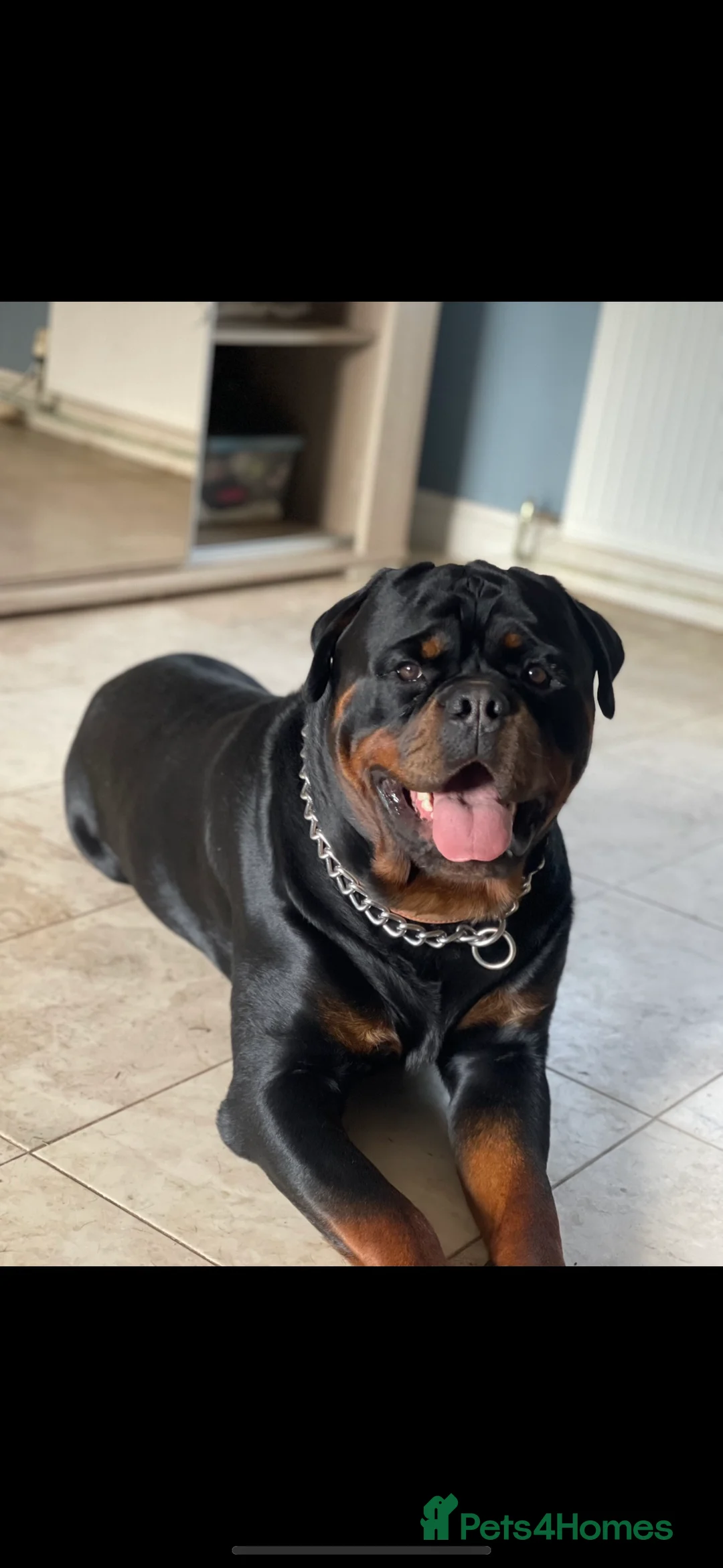 Rottweiler dogs for sale: Beautiful Rottweiler pups - Advert 1