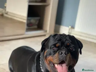 Rottweiler dogs Beautiful Rottweiler pups - Advert 2