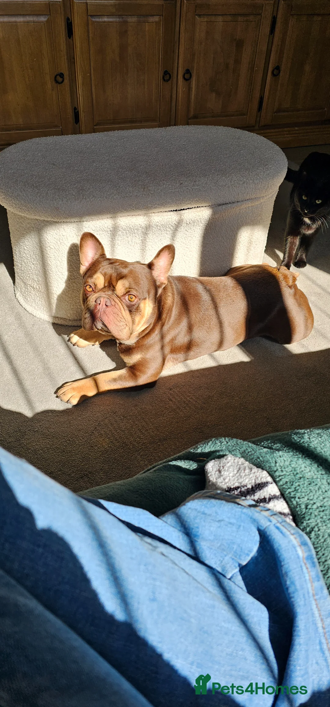 French Bulldog dogs for stud: Rolo  in King's Lynn - Advert 4