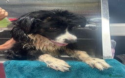 Mixed Breed dogs for adoption: Meet Cassy, currently residing in Essex  - Image 7