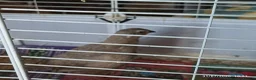 Quail poultry for sale: Coturnix Quails - groups /hens etc - Advert 7