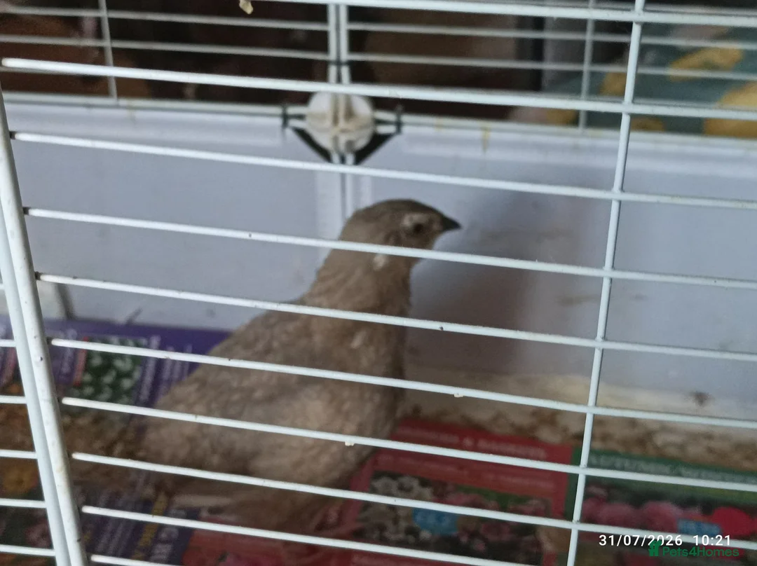 Quail poultry for sale: Coturnix Quails - groups /hens etc - Advert 7