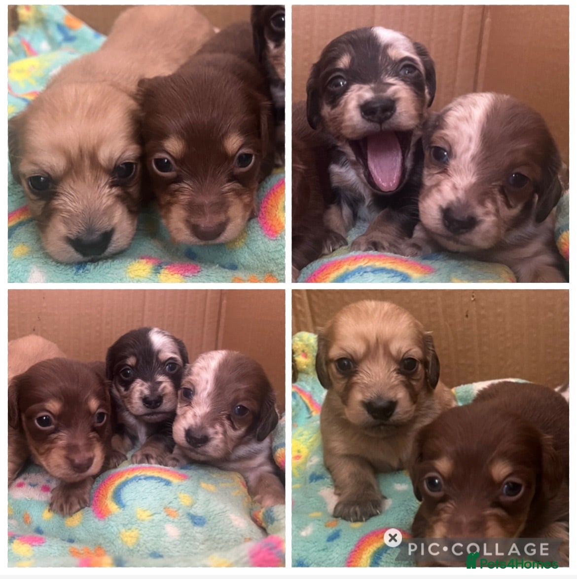 Miniature Dachshund dogs Miniature Long-Haired Dachshund Puppies - Advert 7