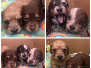 Miniature Dachshund dogs Miniature Long-Haired Dachshund Puppies - Advert 6