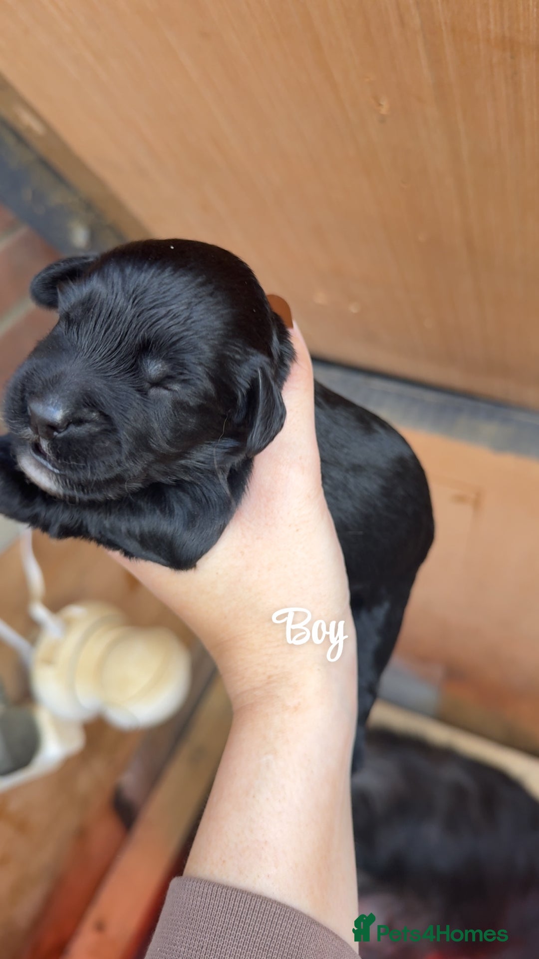 Cockapoo dogs for sale: Beautiful litter of cockapoo  - Advert 5