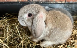 Mini Lop rabbits for sale: Super Friendly Mini Lop Babies - Image 20