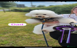 Cavapoo dogs for sale: Extensively Health Tested Apricot Cavapoo pups - Image 7