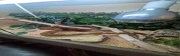 Boa Snake reptiles for sale: Dwarf boa  in Redcar - Advert 3