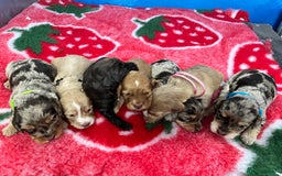 Cockapoo dogs for sale: Cockapoo puppies Rainbow litter  - Image 5