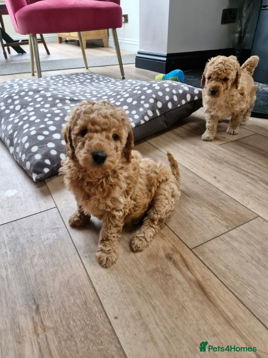 Miniature Poodle dogs for sale: Outstanding Show Quality MInature Poodles - Advert 10