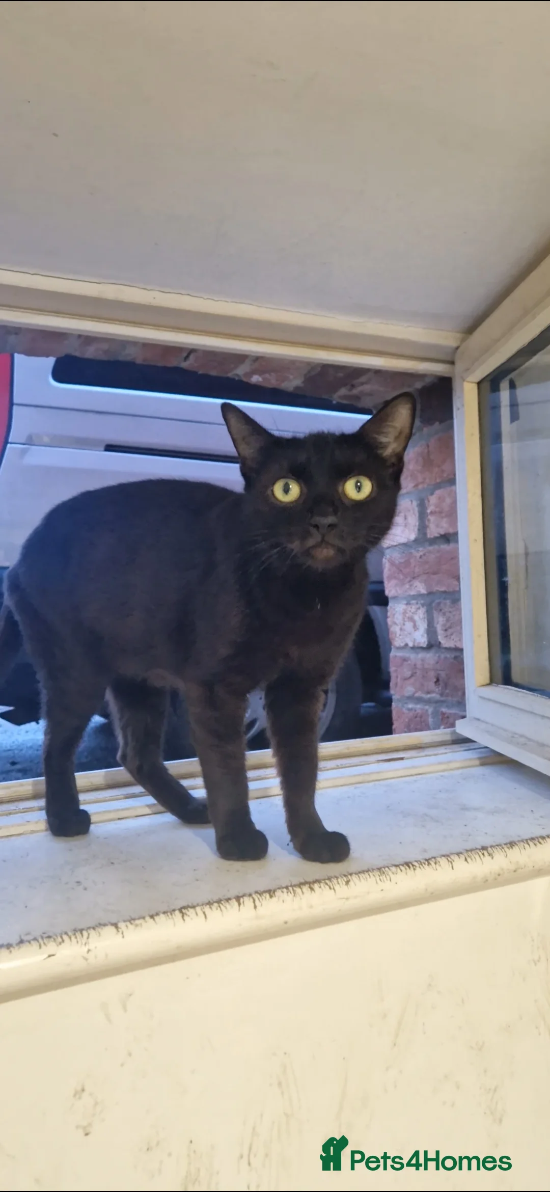 British Shorthair cats for sale: Shorthair  - Advert 7