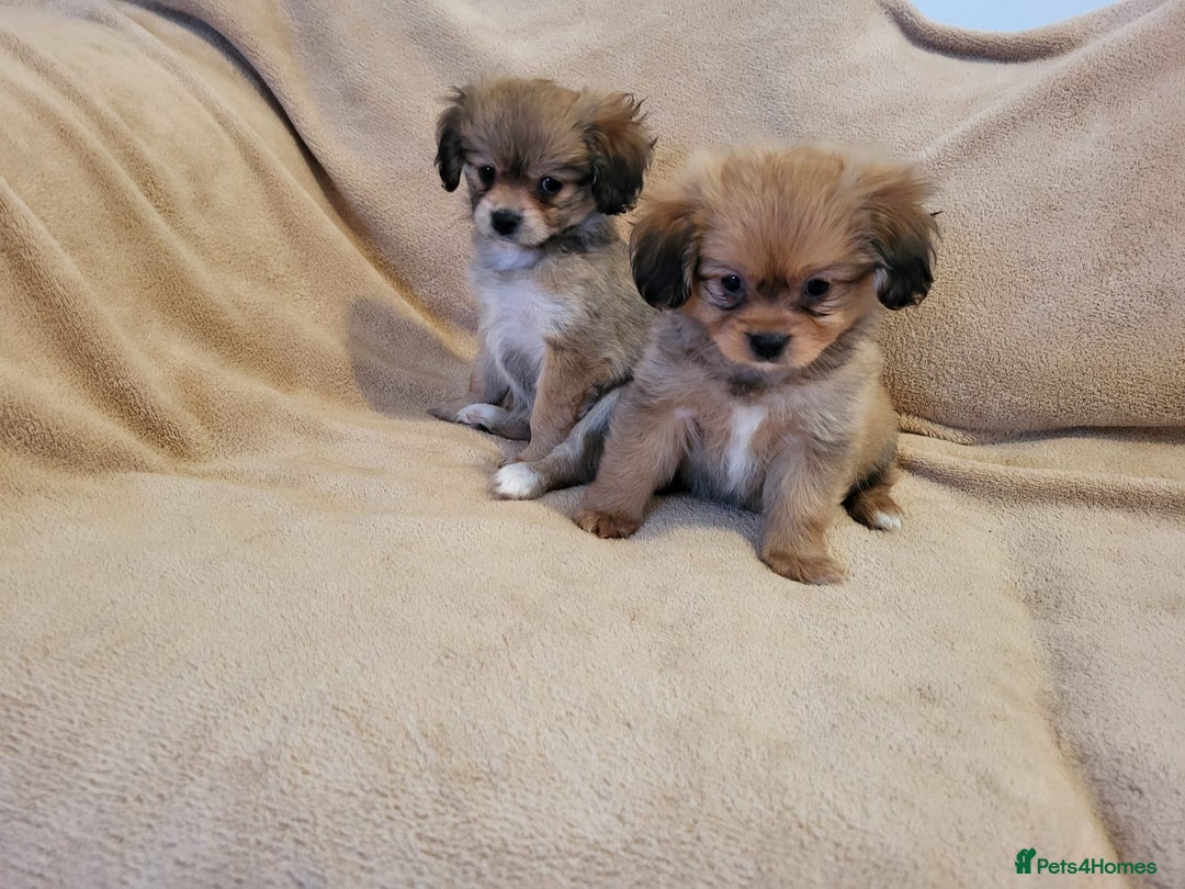 Mixed Breed dogs for sale: Cavalier king charles x pomeranian  - Advert 4