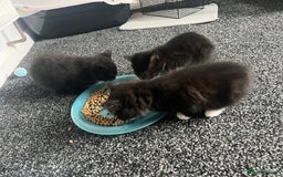 British Shorthair cats for sale: Kittens  - Image 7