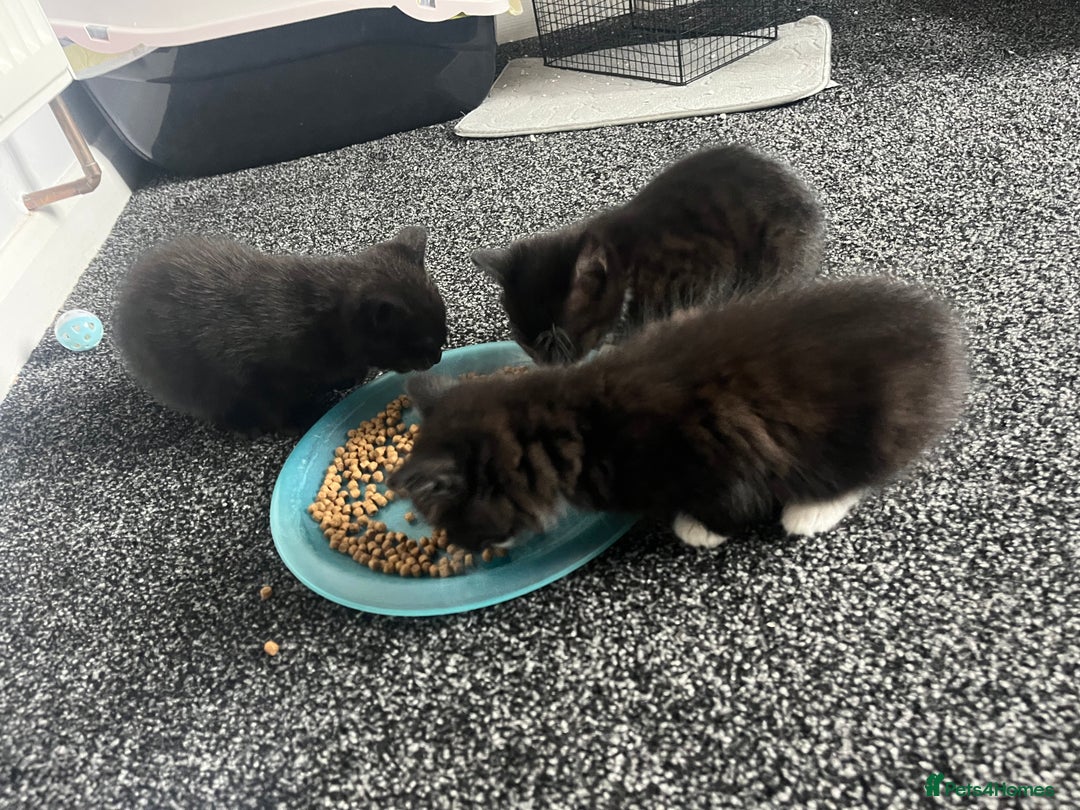 British Shorthair cats for sale: Kittens  - Image 7
