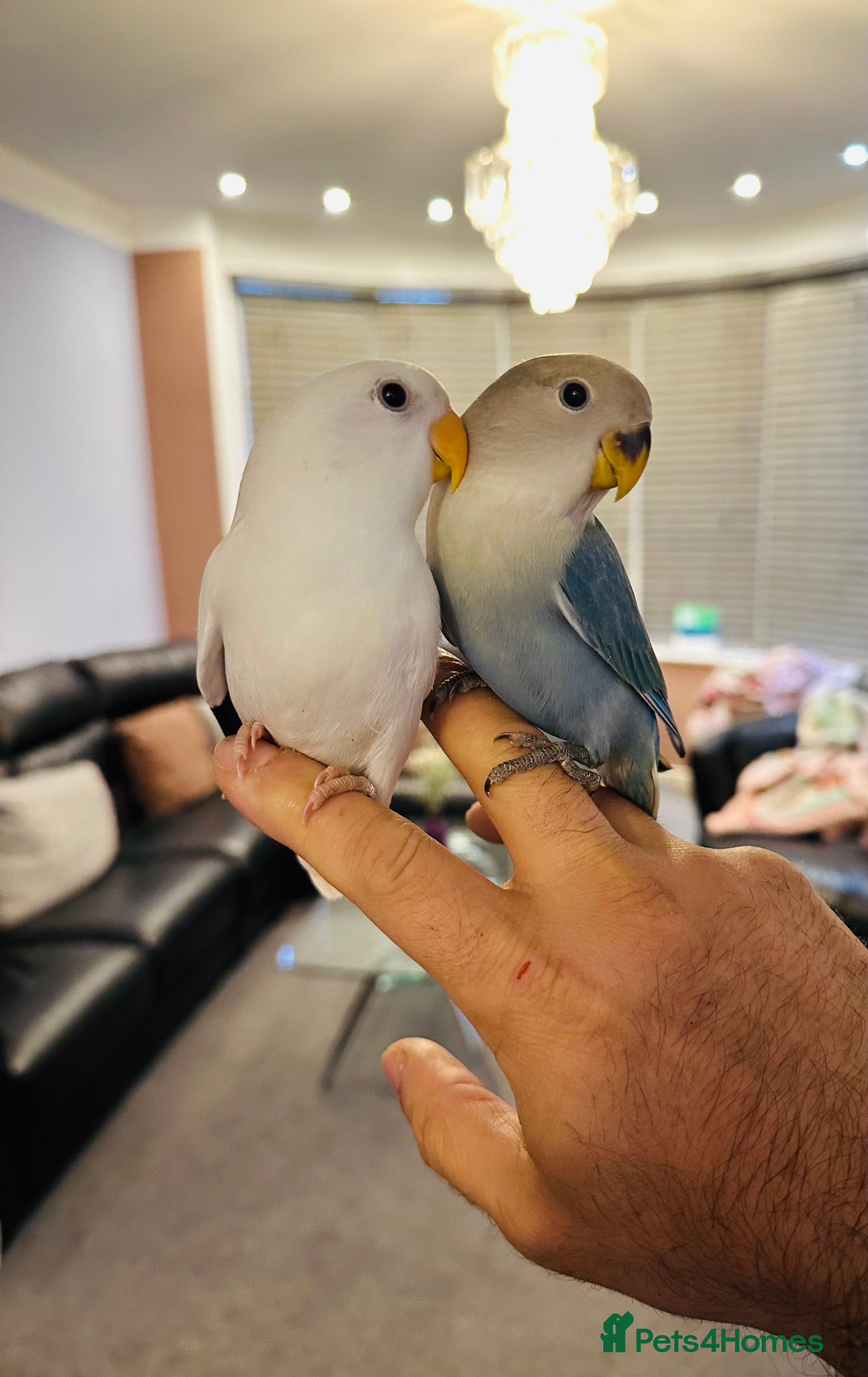 Lovebirds birds Hand-Reared, Tamed 8-Week-Old Peach-Faced Lovebird - Advert 11