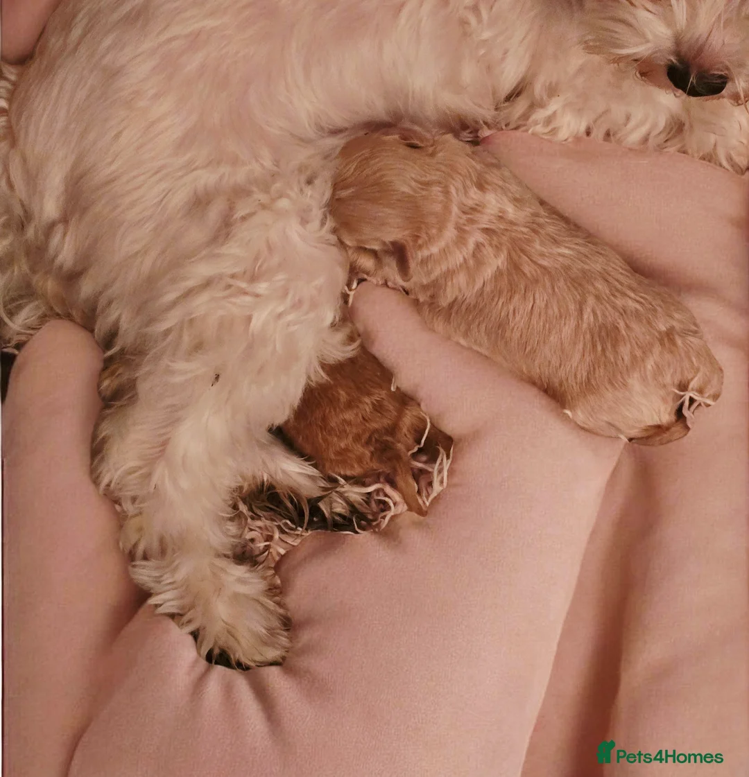 Maltipoo dogs for sale: Beautiful F1 maltipoo looking forever home ❤️🐶 - Advert 5