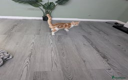 Domestic Shorthair cats for sale: 20 week girl kitten - Advert 2