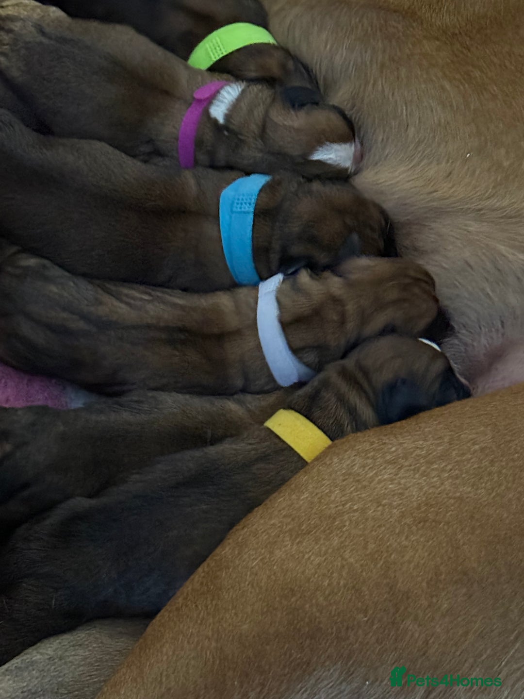 Boxer dogs for sale: Boxer Puppies KC registered  - Image 6
