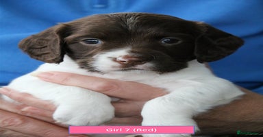 English Springer Spaniel dogs - Advert 15