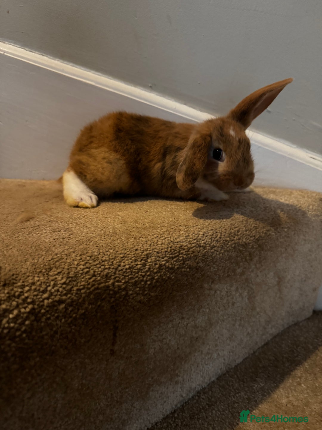 Mini Lop rabbits for sale: 2 mini lop girls available  - Image 5