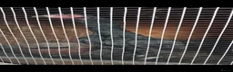 Chickens poultry for sale: Brazilian x Thai shamo hens - Advert 3