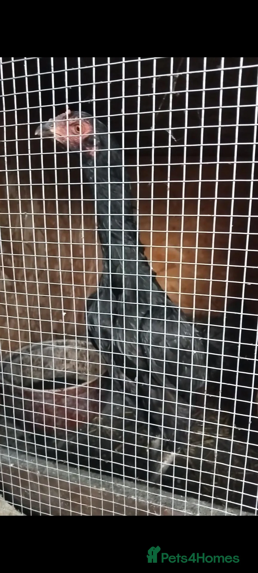 Chickens poultry for sale: Brazilian x Thai shamo hens - Advert 3
