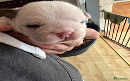 English Bulldog dogs for sale: English bulldogs - Advert 31