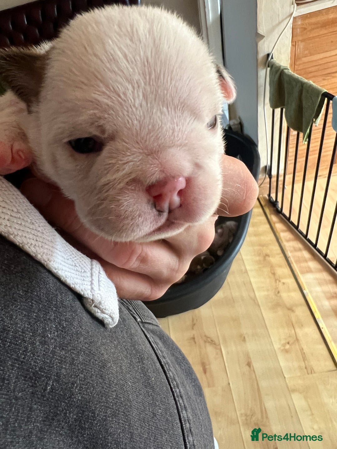 English Bulldog dogs for sale: English bulldogs - Advert 31