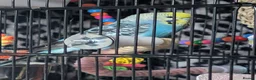 Budgerigars birds for sale: Budgies less than a year old  - Advert 3