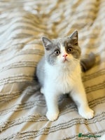 British Shorthair cats - Advert 8