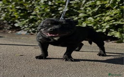 Staffordshire Bull Terrier dogs for stud: Black and blue studs - Image 5