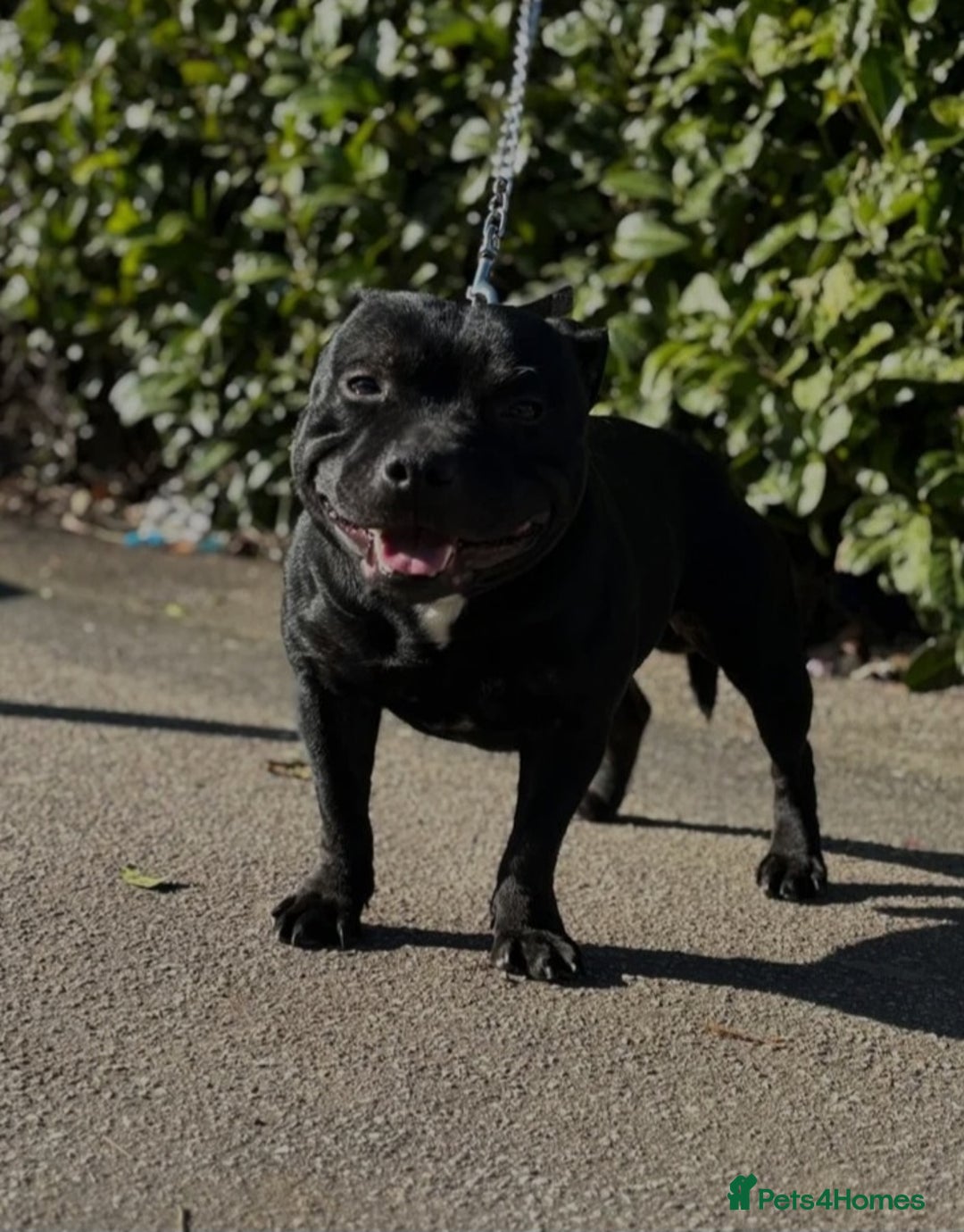 Staffordshire Bull Terrier dogs for stud: Black and blue studs - Image 5