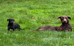 Dobermann dogs for sale: Champion European Doberman Puppies Kc-reg  - Advert 1