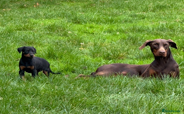 Dobermann dogs - Advert 1