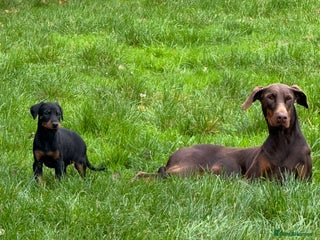 Dobermann dogs - Advert 6