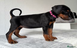Dobermann dogs for sale: European Doberman Puppies - Champion Bloodline - Image 16