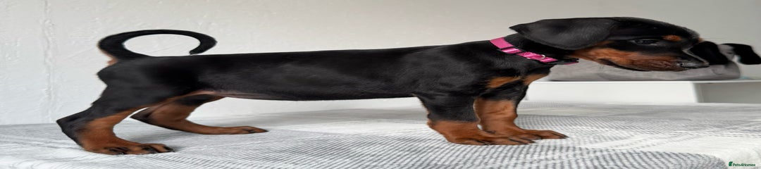 Pink Female - Black & Tan