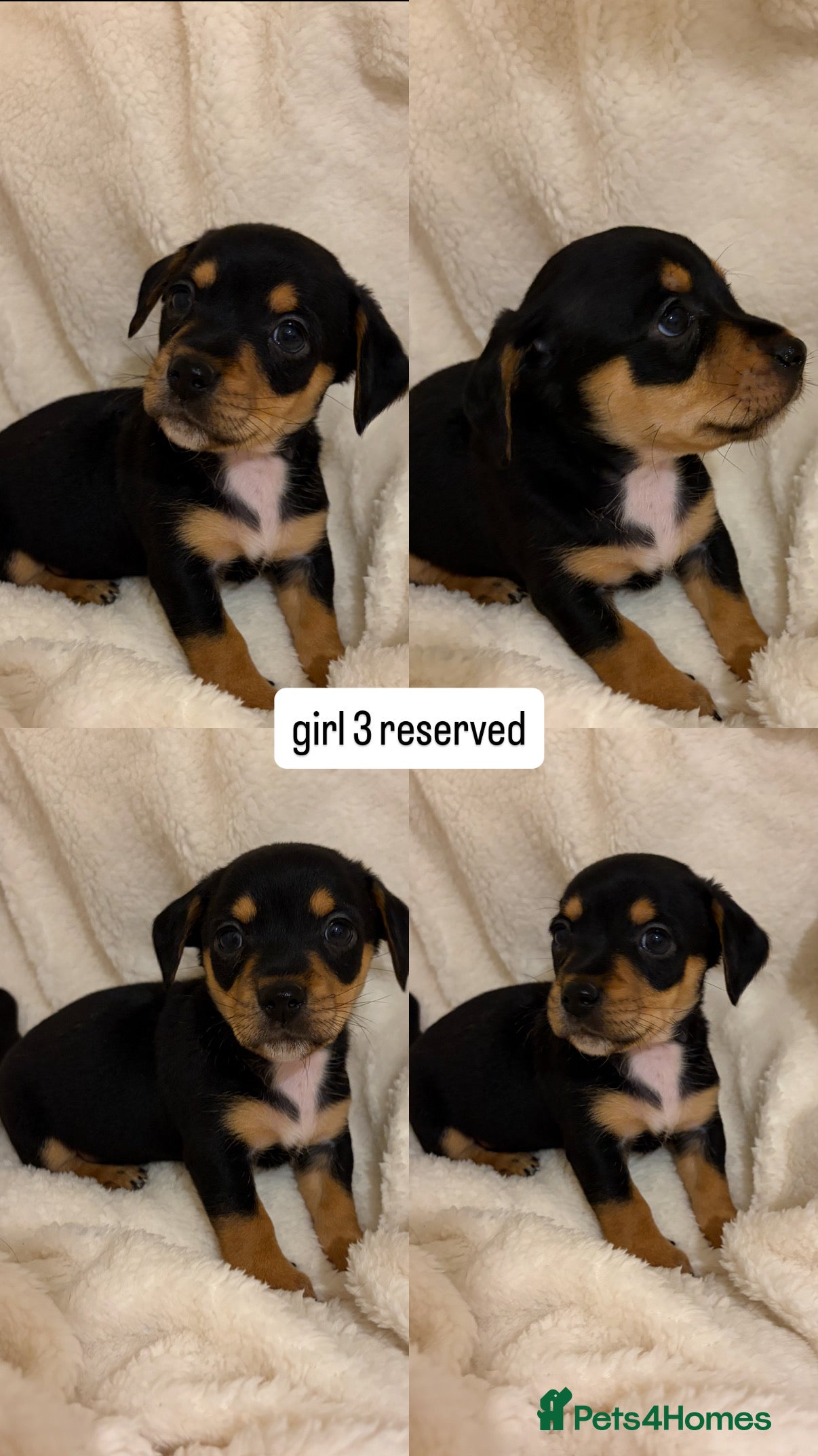 Mixed Breed dogs beautiful puppies for sale  - Advert 3