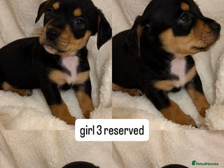 Mixed Breed dogs Last beautiful girl - Advert 1