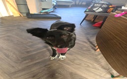 Mixed Breed dogs for adoption: Zorro for adoption - Image 2