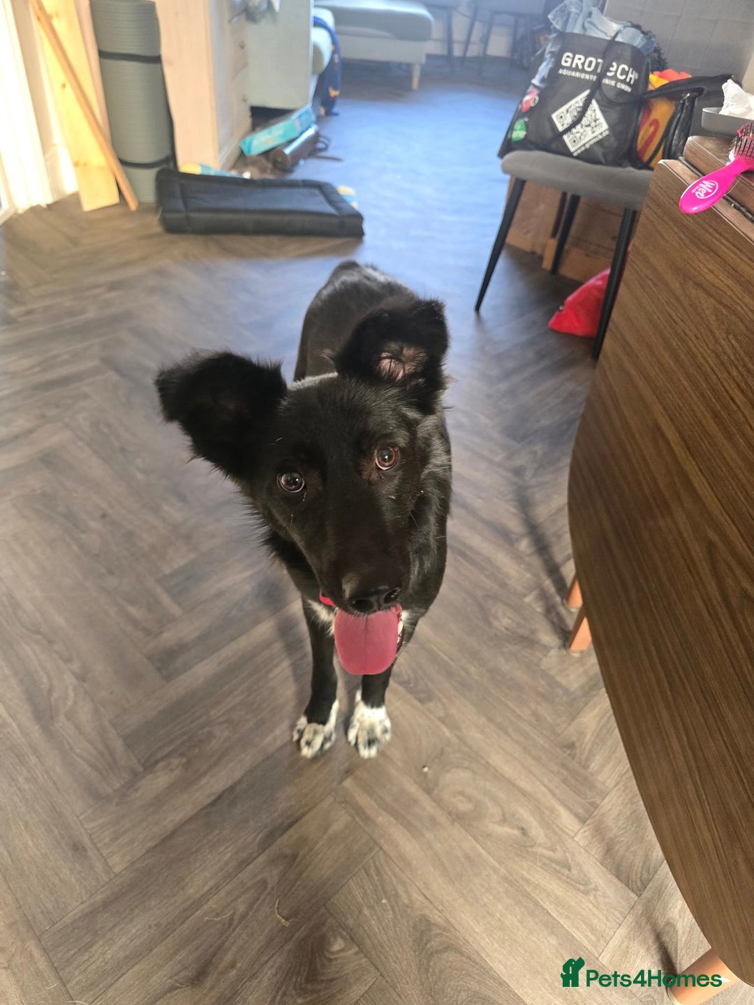 Mixed Breed dogs for adoption: Zorro for adoption - Image 2