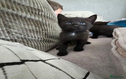 Mixed Breed cats for sale: Black kittens  - Image 9
