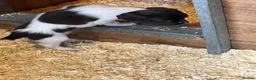 English Springer Spaniel dogs for sale: KC reg Springer spaniel Pups in Faringdon - Advert 4