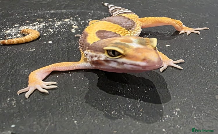 Gecko reptiles - Advert 1