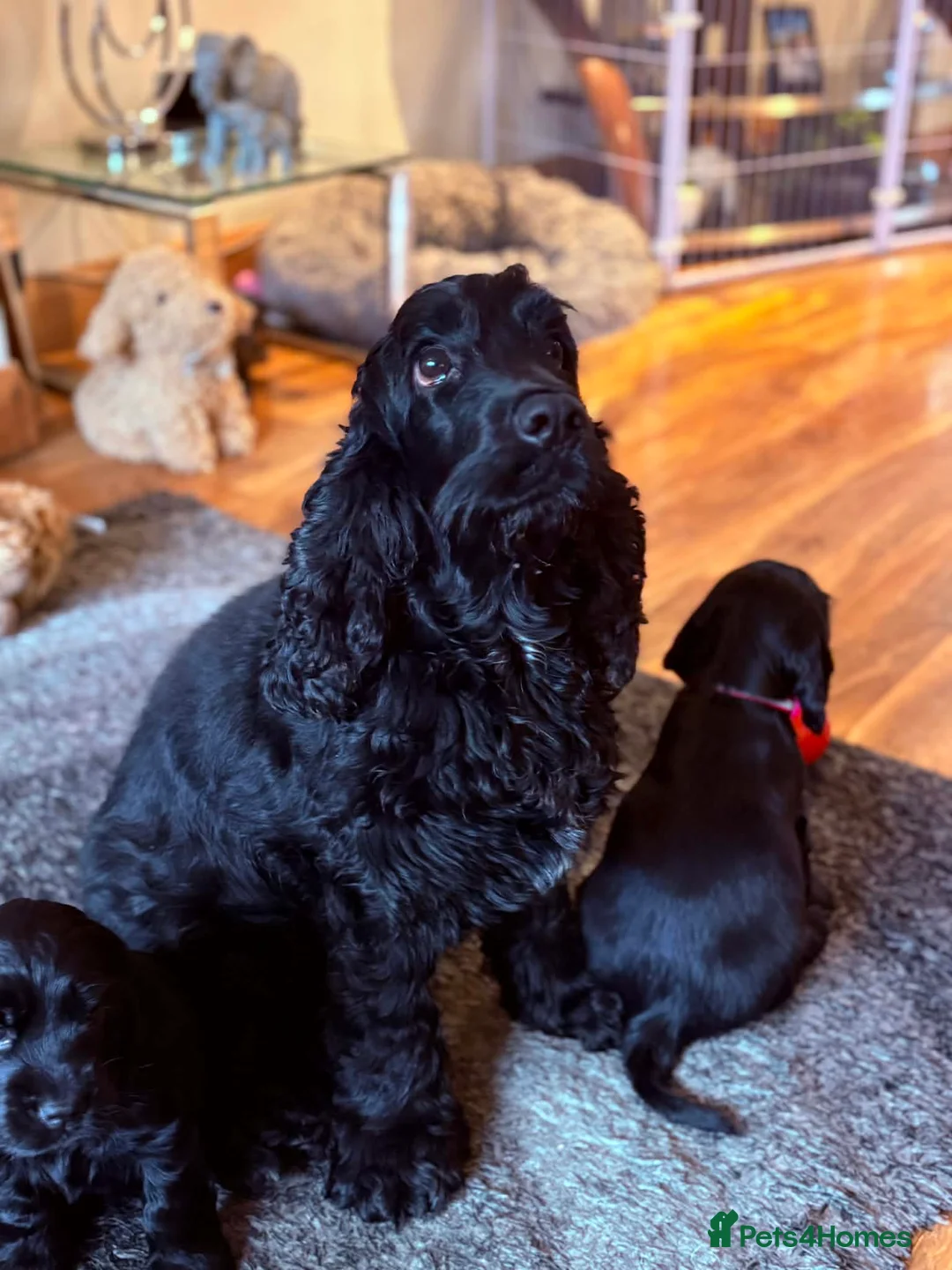 Cocker Spaniel dogs for sale: Stunning show cocker spaniel puppies - Advert 2